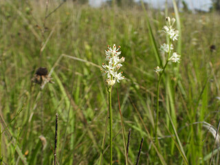 Triantha glutinosa (False Asphodel or Sticky Tofieldia) Blooming in a Wet Prairie Habitat