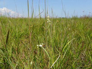 Triantha glutinosa (False Asphodel or Sticky Tofieldia) Blooming in a Wet Prairie Habitat