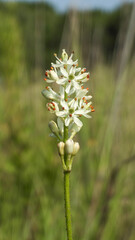 Triantha glutinosa (False Asphodel or Sticky Tofieldia) Blooming in a Wet Prairie Habitat