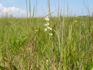 Triantha glutinosa (False Asphodel or Sticky Tofieldia) Blooming in a Wet Prairie Habitat