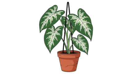 Houseplant caladium potted plant indoor greenery illustration on transparent background