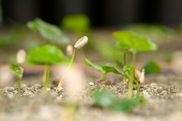 young plants in Coffee plantation detail close up