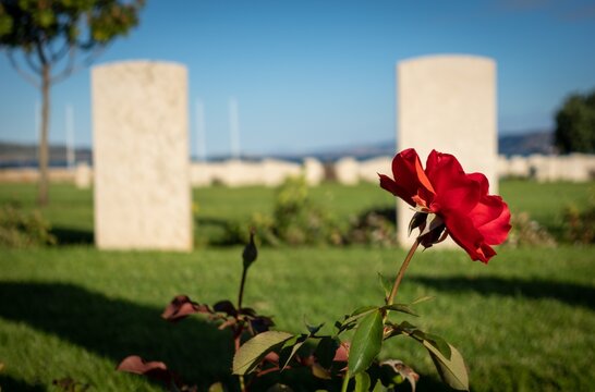 Allied War Cemetery Souda Bay. Chania. Crete. Greece. Red Poppy Close Up