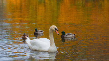 Majestic white swan and mallard ducks swimming on a pond with vibrant orange reflection