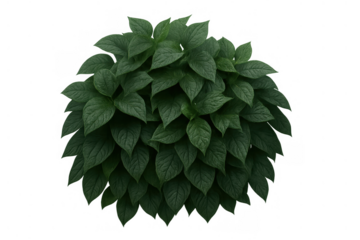 Lush green foliage plant forming a dense bush, fresh vibrant leaves on transparent background for garden design
