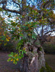 Autumn landscape on the Route of the Ancient Oaks of Okariz and Munain in the Sierra de Entzia mountain range in the province of Álava, Basque Country, Spain, Europe