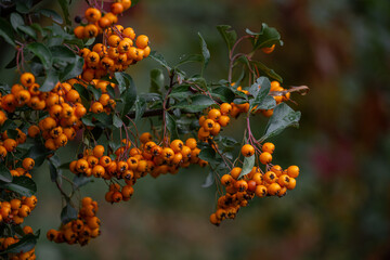Clusters of bright orange berries on green leaves after rain