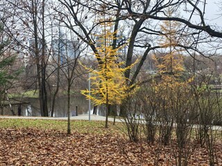 Autumn landscape with yellow larches and bare trees by the river in moody atmosphere