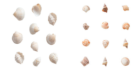 A collection of various seashells, showcasing different shapes, sizes, and textures, all carefully arranged