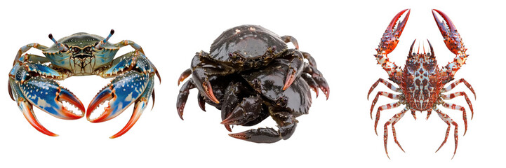 Three distinct crabs showcasing their unique characteristics against a simple backdrop. One crab is bright blue with red claws, another is a pile of dark crabs.