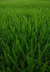 Obraz premium Close up texture of vibrant green lawn grass growing from nutrient rich dark fertile soil suitable for organic agriculture, gardening, and ecology ,earth ,garden ,healthy