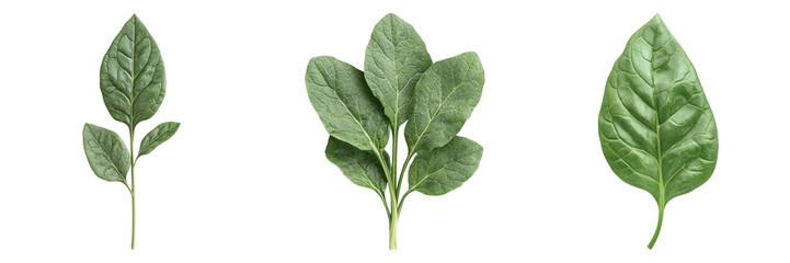 Fresh, Vibrant Green Leaves Showcase Nature's Elegance