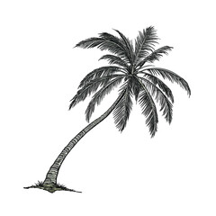  Palm Tree (Tropical)