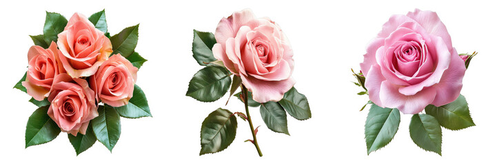 A collection of three beautiful roses with their stems and leaves