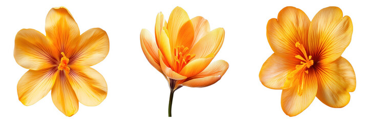 Close-up shots of vibrant orange Crocus flowers, showcasing their delicate petals and intricate details