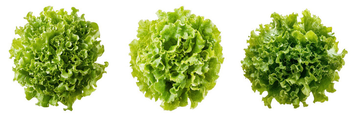 Three vibrant lettuce heads arranged in a row, isolated, showcasing their fresh green color and curly leaves.