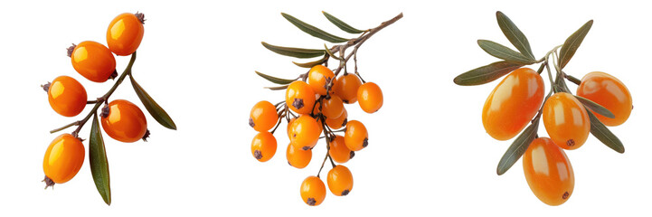 Vibrant Sea Buckthorn Berries Displayed on a Branch