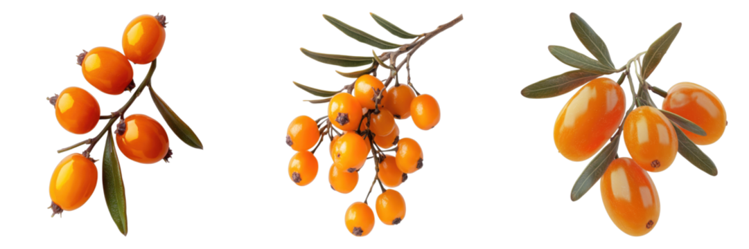 Vibrant Sea Buckthorn Berries Displayed on a Branch