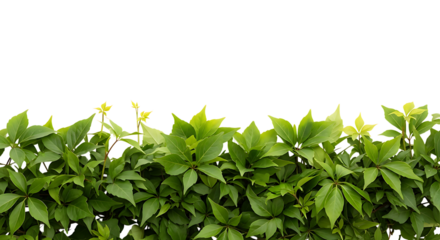 Vibrant green ivy leaves forming a natural border or hedge isolated on a clean white background