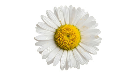Beautiful single white chamomile daisy flower with fresh water drops on the petals isolated