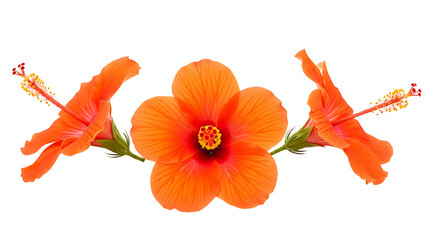 Three Vibrant Orange Hibiscus Flowers Displayed In A Row Isolated On A White Background