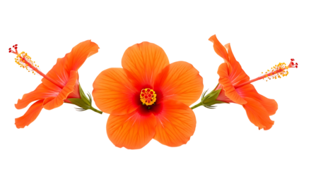 Three Vibrant Orange Hibiscus Flowers Displayed In A Row Isolated On A White Background