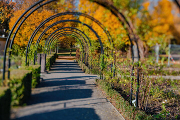 Fototapeta premium Fall trees landscape in vibrant colors