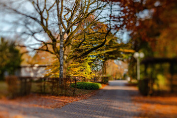 Fototapeta premium Fall trees landscape in vibrant colors