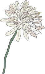 Garden Botanical Illustrations Chrysanthemum