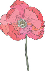 Garden Botanical Illustrations Peony