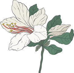 Garden Botanical Illustrations