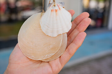 Seashell in woman Hand