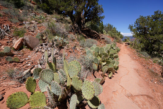 cactus in sedona arizon airport mesa trail