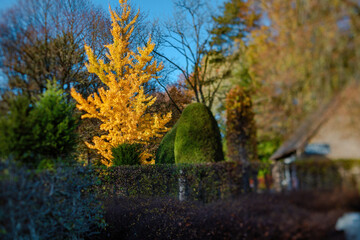Fall trees landscape in vibrant colors