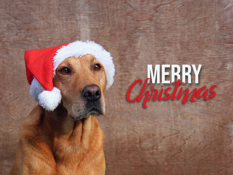 Portrait of a Labrador Retriever dog wearing a red Santa hat, isolated against a wooden background. Christmas card with the text "Merry Christmas." - Powered by Adobe