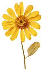 Obraz premium PNG Real Pressed a yellow zinnia flower sunflower petal.