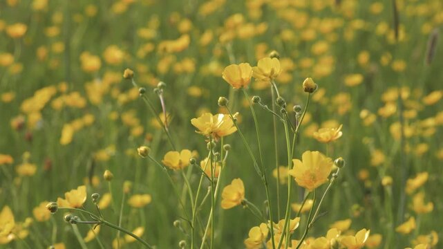 Low Angle Shallow Focus Shot of Yellow Buttercup Wildflowers Swaying in a Breeze, Close-Up Flowers with a Soft Out-of-Focus Meadow Behind, Sunny Spring Field, Natural Motion and Scenic Light