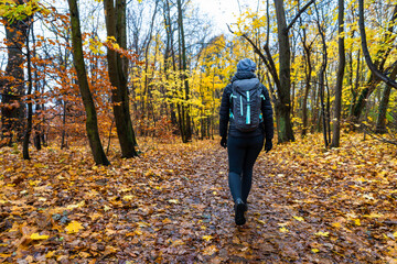Mature woman hiking on path in forest on autumn day. Back view
