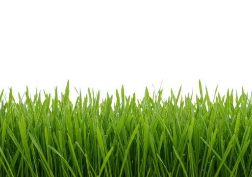 Vibrant, dewy, green grass blades, macro detailed, forming a crisp horizontal border against a transparent background with vast copy space concept of natural growth