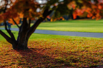 Fall trees landscape in vibrant colors