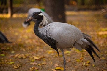 Demoiselle Crane (Anthropoides virgo) at a local zoo