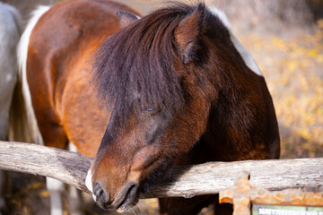 Cute horse at a horse farm in autumn