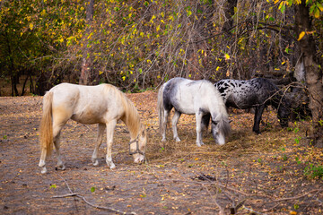 Group of horses at a horse farm in autumn