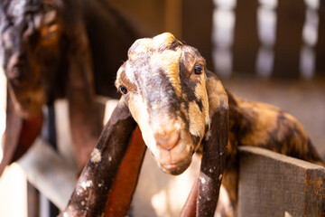 Portrait of brown Nubian goat with long ears at the farm, looking at camera. Close-up wildlife concept.