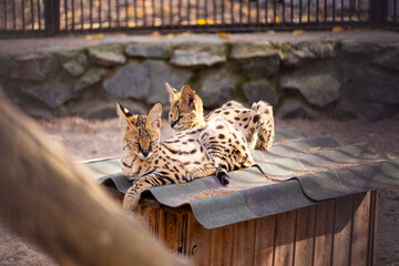 a young serval (Leptailurus serval) couple in Zoo