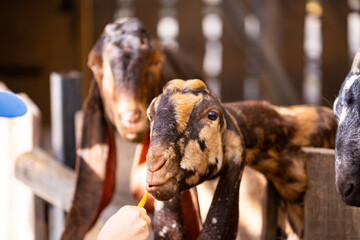 Portrait of brown Nubian goat with long ears at the farm, looking at camera. Wildlife concept.