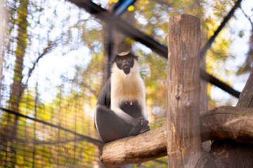 Cute Diana monkey (Cercopithecus diana) sitting on a tree in the zoo
