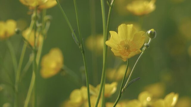 Pretty Yellow Buttercup Flower in Close-Up, Backlit by Sunshine, Soft Focus Wildflower Meadow in the Background, Delicate Spring Bloom with Natural Light, Shallow Depth and Gentle Botanical Beauty