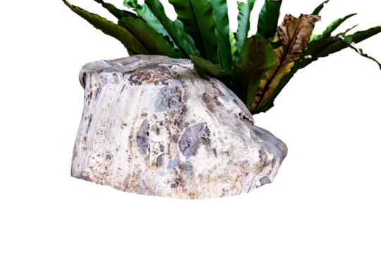 A large natural stone or boulder with a rough texture, white vibrant green fern leaves and foliage. Isolated background, it serves as a robust and organic product display platform or design element.
