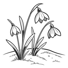 Black and white illustration of three snowdrop flowers emerging from the ground